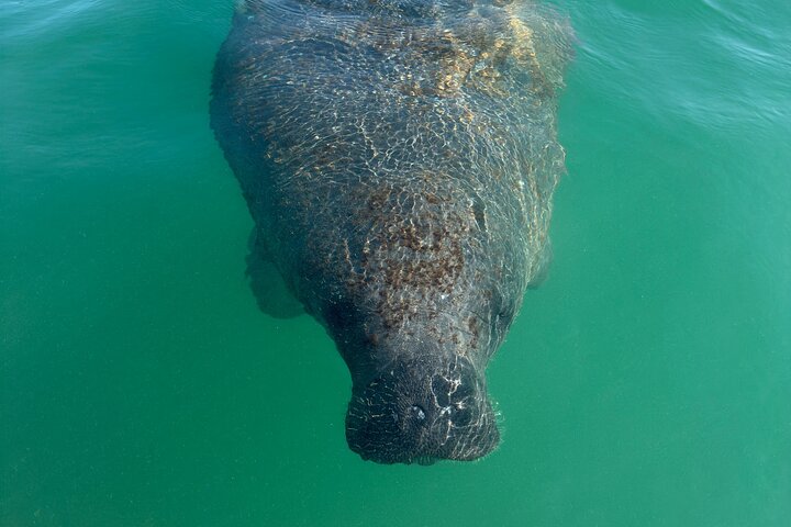 Manatee Discovery Anna Maria Island