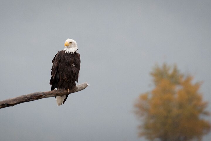 Semi Private Eagle Preserve Rafting Alaska Wildlife Adventure