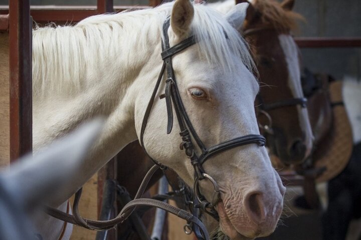 2 Hour Guided Beach and Countryside Horse Riding Outside Westport