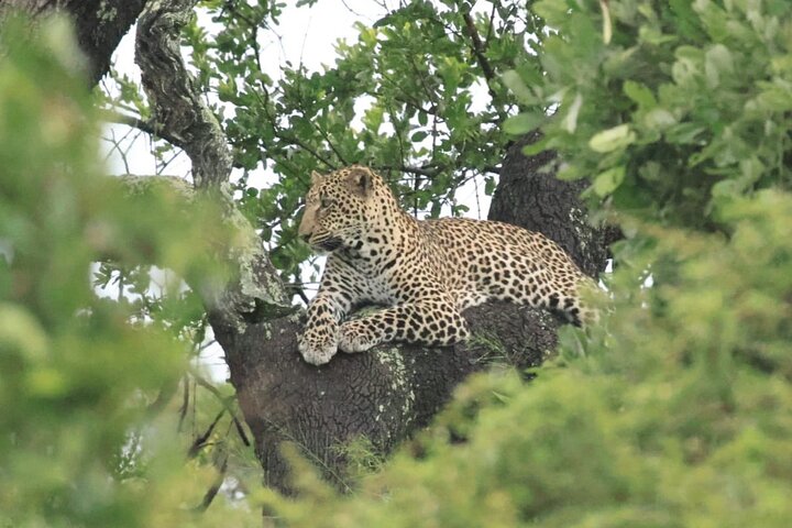 Half Day Shared Kruger Safari Hazyview
