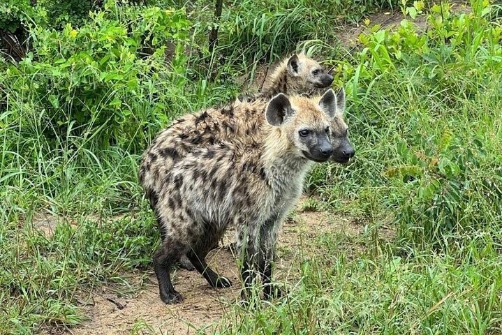 Half Day Shared Kruger Safari Hazyview