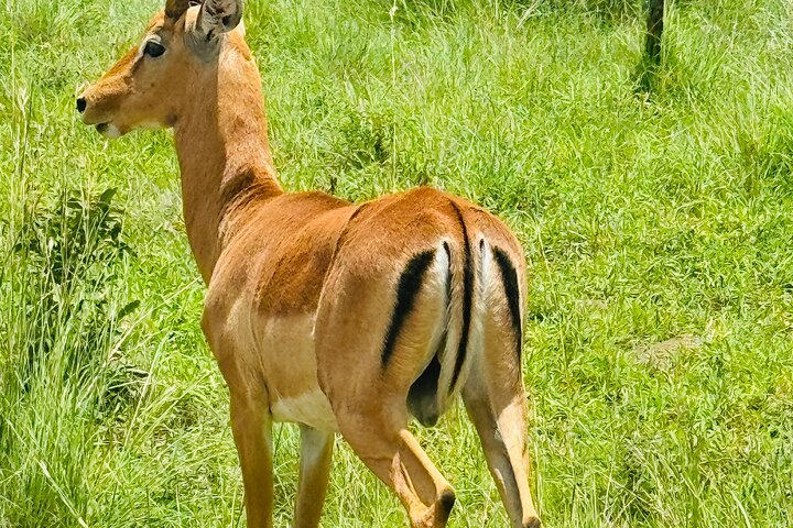Half Day Shared Kruger Safari Hazyview