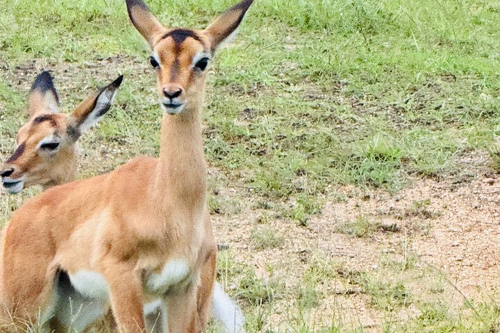 Half Day Shared Kruger Safari Hazyview