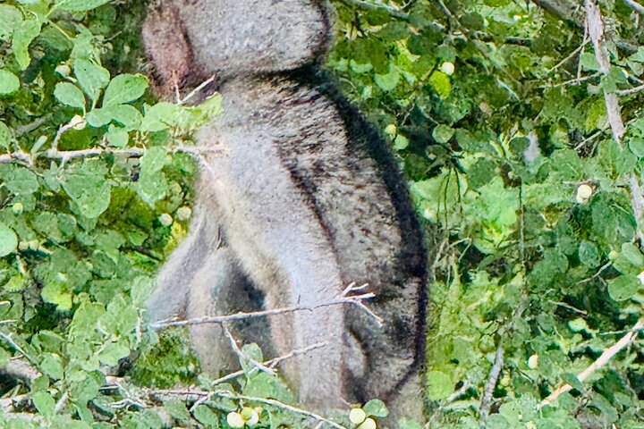 Half Day Shared Kruger Safari Hazyview