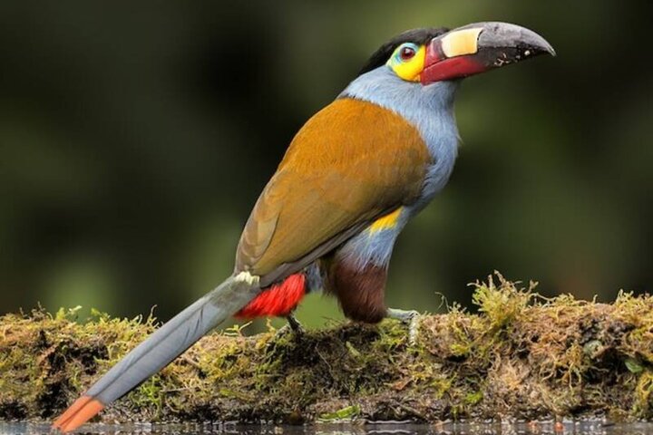 Haft Day Mindo Bird: 50 + Species, Toucans, Andean Cock & Breakfast