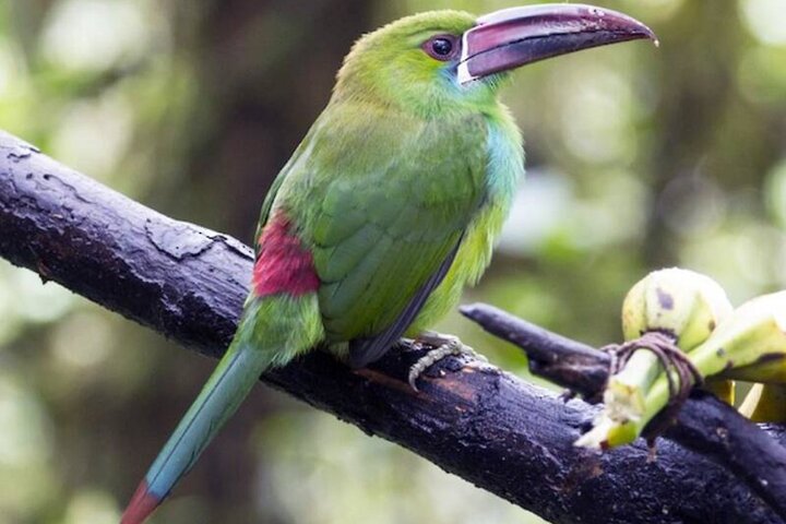 Haft Day Mindo Bird: 50 + Species, Toucans, Andean Cock & Breakfast