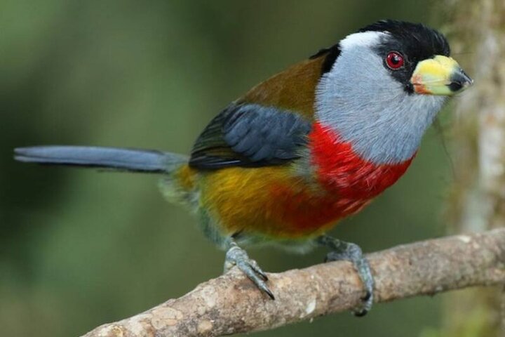 Haft Day Mindo Bird: 50 + Species, Toucans, Andean Cock & Breakfast