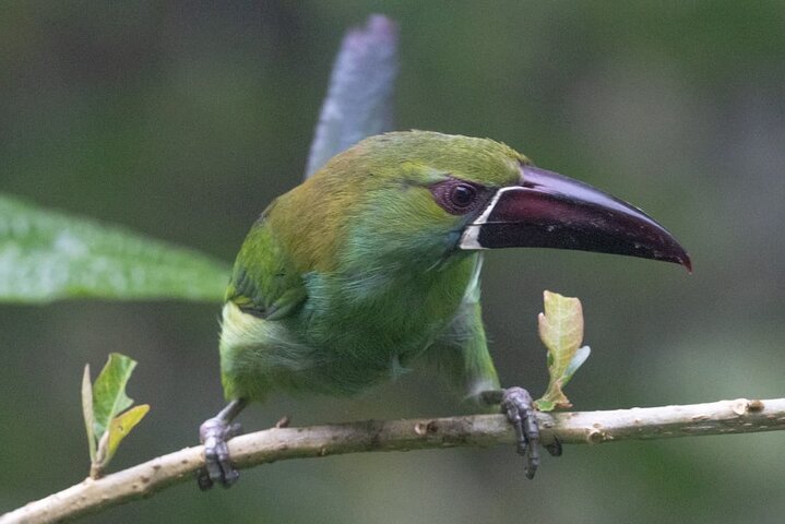 Haft Day Mindo Bird: 50 + Species, Toucans, Andean Cock & Breakfast