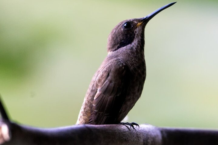 Haft Day Mindo Bird: 50 + Species, Toucans, Andean Cock & Breakfast