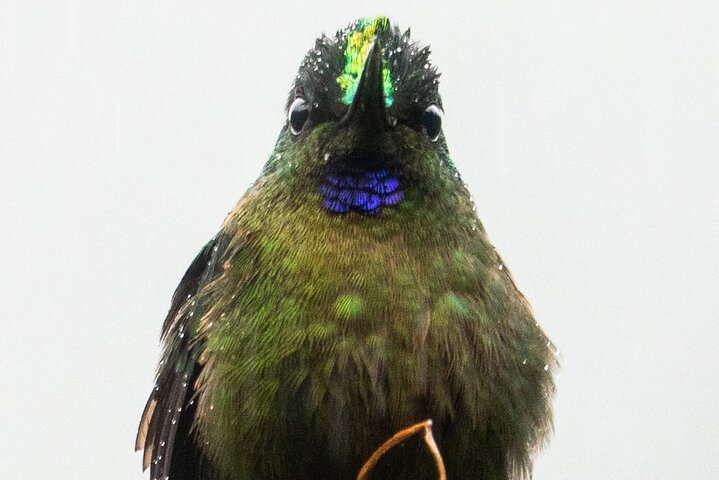 Haft Day Mindo Bird: 50 + Species, Toucans, Andean Cock & Breakfast