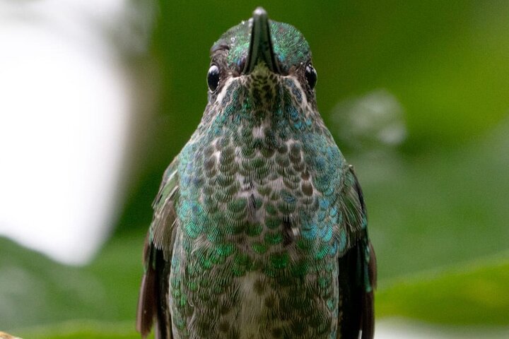 Haft Day Mindo Bird: 50 + Species, Toucans, Andean Cock & Breakfast