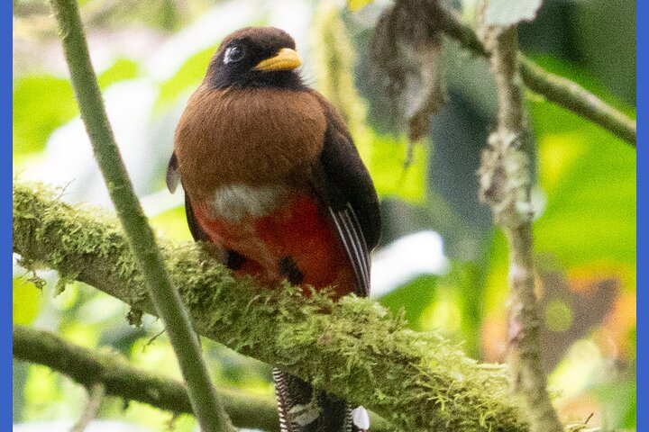 Haft Day Mindo Bird: 50 + Species, Toucans, Andean Cock & Breakfast