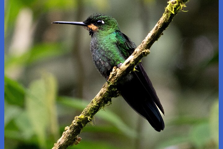 Haft Day Mindo Bird: 50 + Species, Toucans, Andean Cock & Breakfast