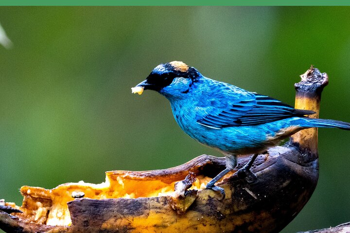 Haft Day Mindo Bird: 50 + Species, Toucans, Andean Cock & Breakfast