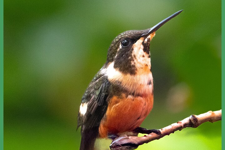 Haft Day Mindo Bird: 50 + Species, Toucans, Andean Cock & Breakfast