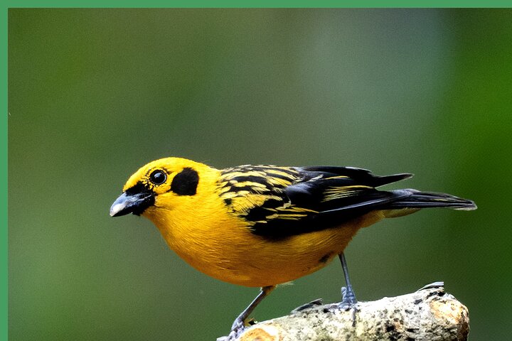 Haft Day Mindo Bird: 50 + Species, Toucans, Andean Cock & Breakfast