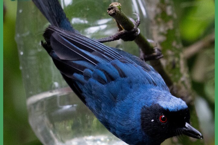 Haft Day Mindo Bird: 50 + Species, Toucans, Andean Cock & Breakfast