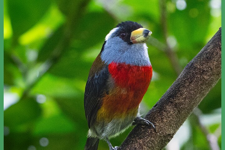 Haft Day Mindo Bird: 50 + Species, Toucans, Andean Cock & Breakfast