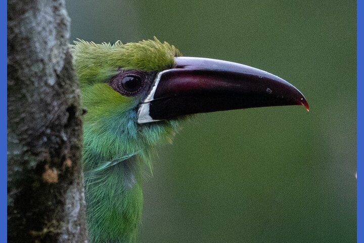 Haft Day Mindo Bird: 50 + Species, Toucans, Andean Cock & Breakfast