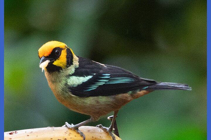 Haft Day Mindo Bird: 50 + Species, Toucans, Andean Cock & Breakfast