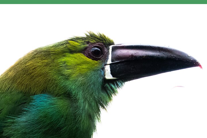 Haft Day Mindo Bird: 50 + Species, Toucans, Andean Cock & Breakfast