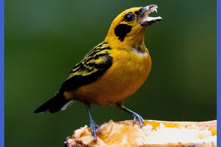 Haft Day Mindo Bird: 50 + Species, Toucans, Andean Cock & Breakfast