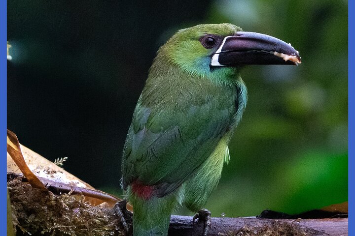 Haft Day Mindo Bird: 50 + Species, Toucans, Andean Cock & Breakfast