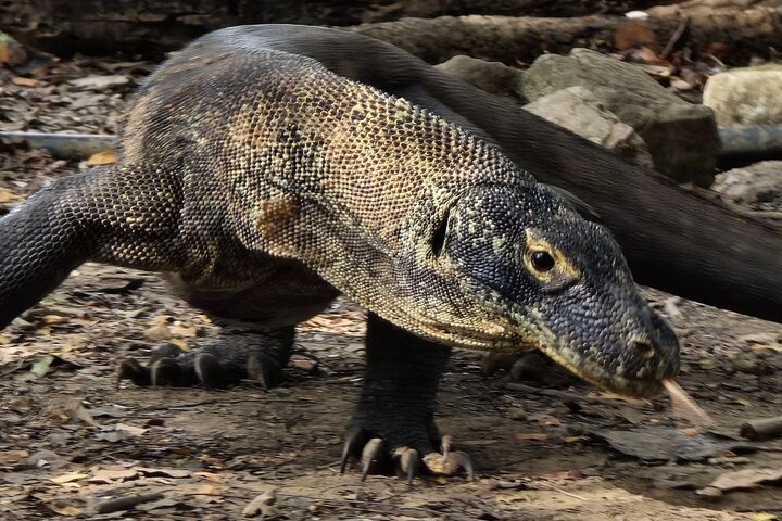 Komodo Island Shore Excursion for Cruise Ship Passengers