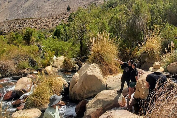 Cochiguaz a Tu Manera: Conexión y Libertad de Exploración