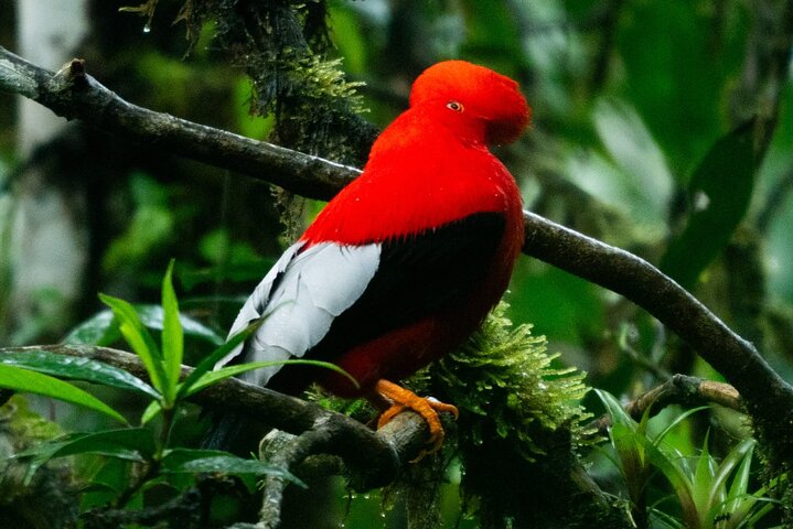 Mindo's Hidden Gem: An Exclusive Andean Cock-of-the-rock Encounter