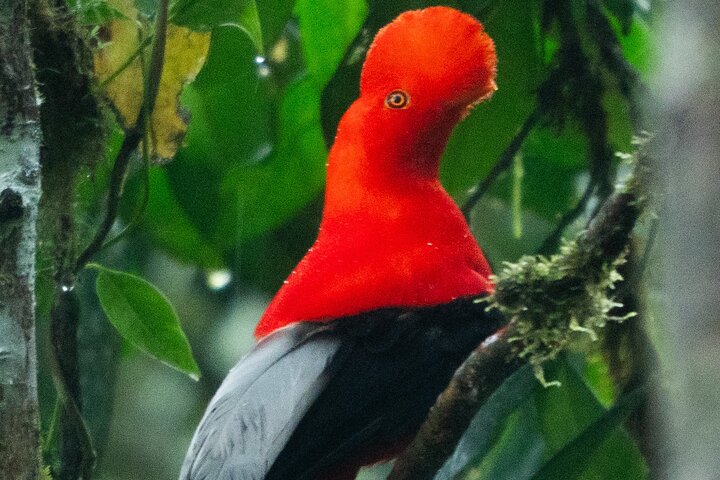 Mindo's Hidden Gem: An Exclusive Andean Cock-of-the-rock Encounter