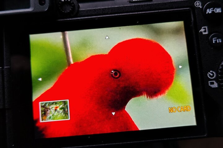 Mindo's Hidden Gem: An Exclusive Andean Cock-of-the-rock Encounter