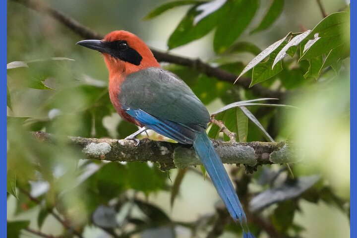 Mindo's Hidden Gem: An Exclusive Andean Cock-of-the-rock Encounter