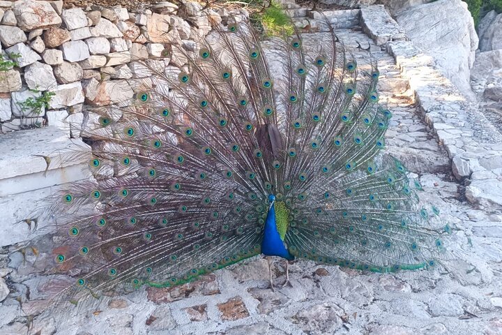 Dubrovnik Game of Thrones Tour + Lokrum & Iron Throne option