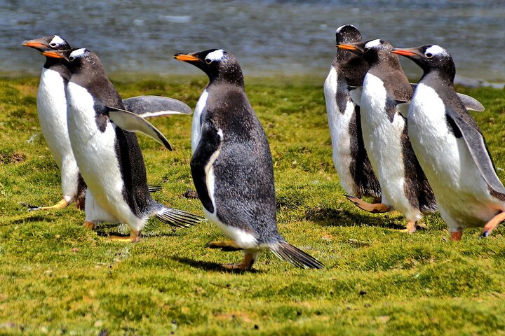 Falkland Islands: Bertha’s Beach Penguin Colony & Stanley Tour