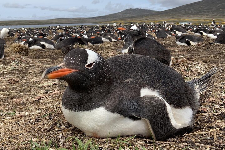 Falkland Islands: Bertha’s Beach Penguin Colony & Stanley Tour