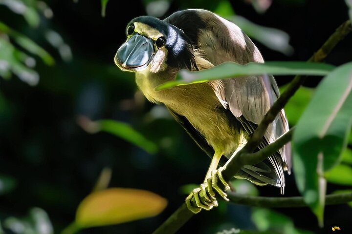 Tortuguero National Park Canal Kayaking Tour