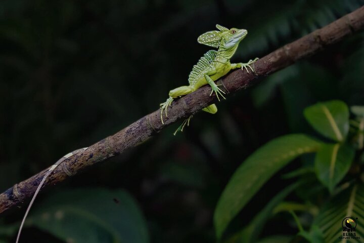 Tortuguero National Park Canal Kayaking Tour