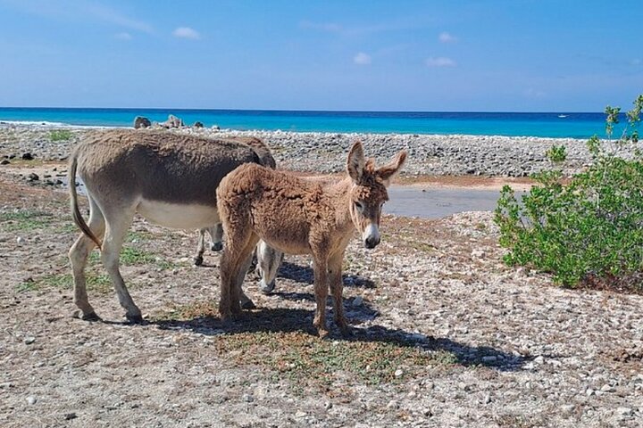 Bonaire's Best Day: Flamingos, Salt Flats, History & Beach