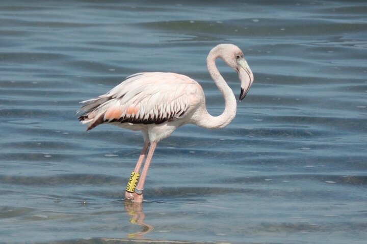 Bonaire's Best Day: Flamingos, Salt Flats, History & Beach