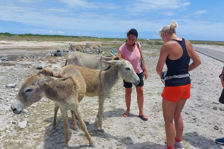 Bonaire's Best Day: Flamingos, Salt Flats, History & Beach