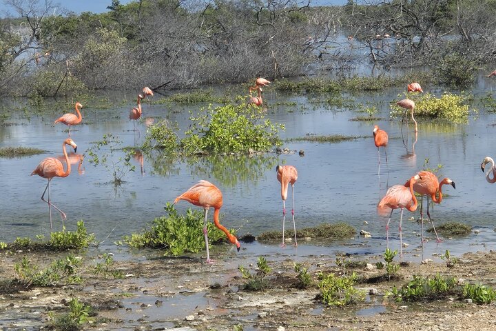 Bonaire's Best Day: Flamingos, Salt Flats, History & Beach