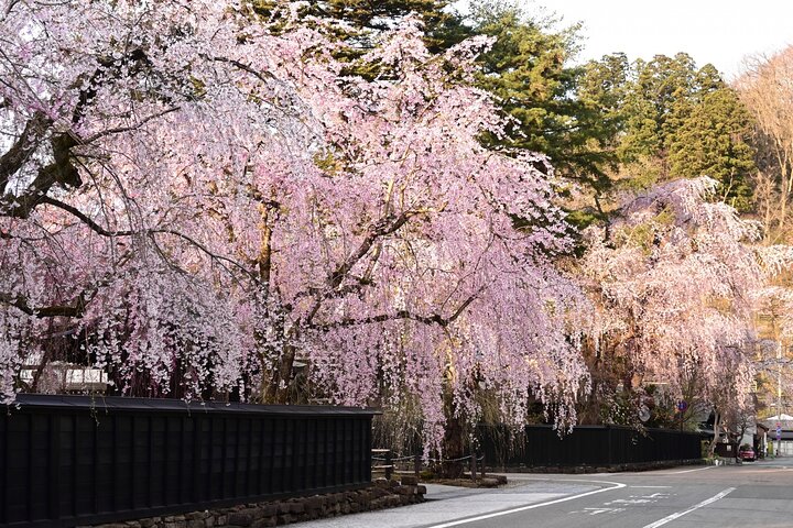 Akita: Kakunodate Samurai District & Residence Tour