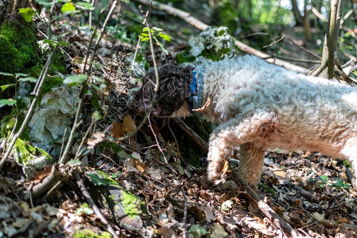 Truffle Lunch & Hunting Experience in San Gimignano