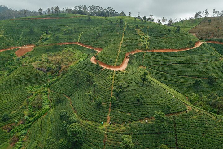 Labookellie Tea Factory Tour from Nuwara Eliya