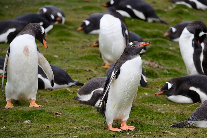 Falkland Islands: Bertha’s Beach Penguin Colony & Stanley Tour