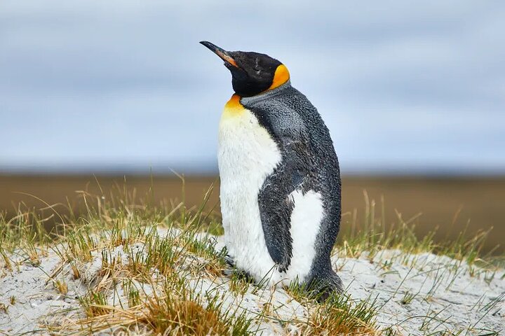 Falkland Islands: Bertha’s Beach Penguin Colony & Stanley Tour