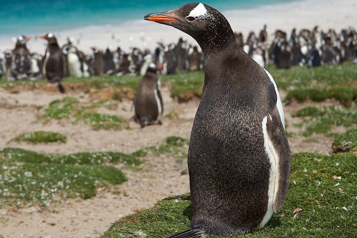 Falkland Islands: Bertha’s Beach Penguin Colony & Stanley Tour