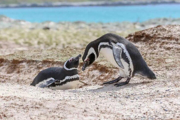 Falkland Islands: Bertha’s Beach Penguin Colony & Stanley Tour