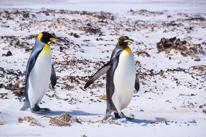 Falkland Islands: Bertha’s Beach Penguin Colony & Stanley Tour